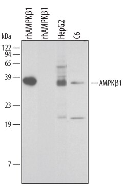Human/Mouse/Rat AMPK beta 1 Antibody, R D Systems 100&mu;g; Unlabeled:Antibodies,