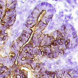 Human/Mouse Angiopoietin-1 Antibody, R D Systems 25&mu;g; Unlabeled:Antibodies,