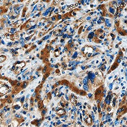 Human Angiopoietin-2 Antibody, R D Systems 25&mu;g; Unlabeled:Antibodies,
