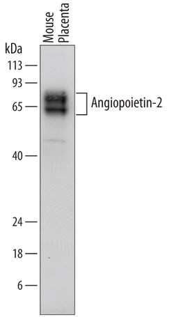 Mouse Angiopoietin-2 Antibody, R D Systems 100&mu;g; Unlabeled:Antibodies,
