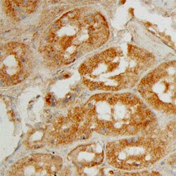 Human Angiopoietin-4 Antibody, R D Systems 500ug; Unlabeled:Antibodies,