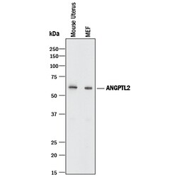 Mouse Angiopoietin-like Protein 2/ ANGPTL2 Antibody, R D Systems 25&mu;g;