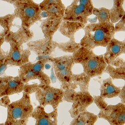 Mouse Angiopoietin-like Protein 3/ANGPTL3 Antibody, R D Systems 100&mu;g;