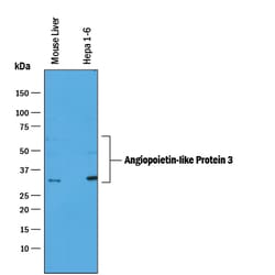 Mouse Angiopoietin-like Protein 3/ANGPTL3 Antibody, R D Systems 100&mu;g;