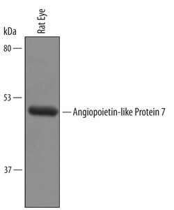 Mouse Angiopoietin-like Protein 7/ANGPTL7 Antibody, R D Systems 100&mu;g;