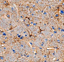 Mouse Angiopoietin-like Protein 7/ANGPTL7 Antibody, R D Systems 25&mu;g;