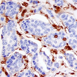Human/Mouse Annexin A1 Antibody, R D Systems 25&mu;g; Unlabeled:Antibodies,