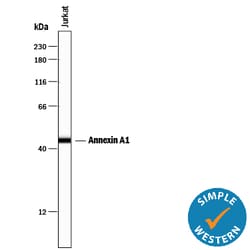 Human/Mouse/Rat Annexin A1 Antibody, R D Systems 100ug; Unlabeled:Antibodies,