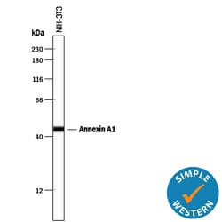 Human/Mouse/Rat Annexin A1 Antibody, R D Systems 100ug; Unlabeled:Antibodies,