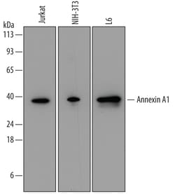 Human/Mouse/Rat Annexin A1 Antibody, R D Systems 100ug; Unlabeled:Antibodies,