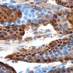 Human Annexin A10 Antibody, R D Systems 100&mu;g; Unlabeled:Antibodies,