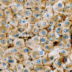 Human/Mouse/Rat Annexin A2 Antibody, R D Systems 100&mu;g; Unlabeled:Antibodies,