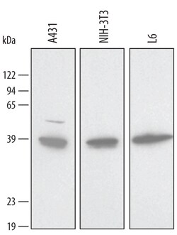 Human/Mouse/Rat Annexin A2 Antibody, R D Systems 100&mu;g; Unlabeled:Antibodies,