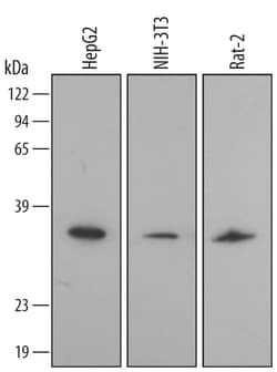 Human/Mouse/Rat Annexin A4 Antibody, R D Systems 100&mu;g; Unlabeled:Antibodies,