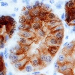 Human Annexin A4 Antibody, R D Systems 100ug; Unlabeled:Antibodies, Monoclonal