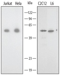 Human/Mouse/Rat Annexin A7 Antibody, R D Systems 25&mu;g; Unlabeled:Antibodies,