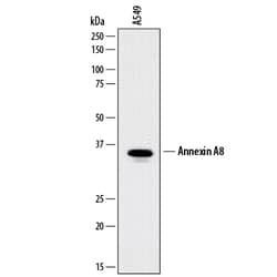 Human Annexin A8/ANXA8 Antibody, R D Systems 25&mu;g; Unlabeled:Antibodies,
