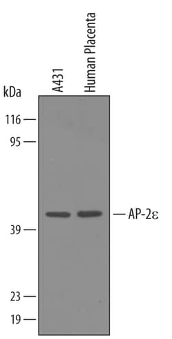 Human AP-2 epsilon Antibody, R D Systems 25&mu;g; Unlabeled:Antibodies,
