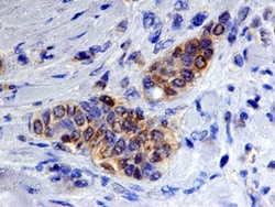 Human AP-2 gamma Antibody, R D Systems 25μg; Unlabeled:Antibodies, Polyclonal