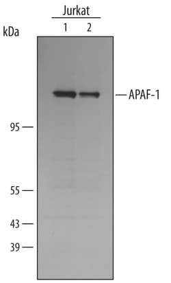 Human APAF-1 Antibody, R D Systems 100ug; Unlabeled:Antibodies, Monoclonal