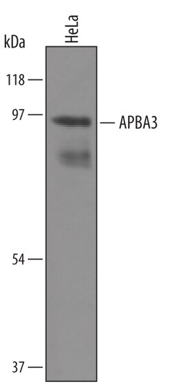 Human APBA3 Antibody, R D Systems 100&mu;g; Unlabeled:Antibodies, Polyclonal