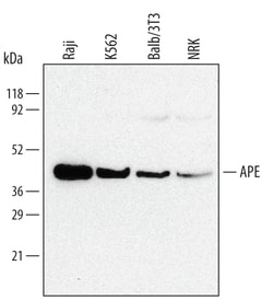 Human/Mouse/Rat APE Antibody, R D Systems 25&mu;g; Unlabeled:Antibodies,