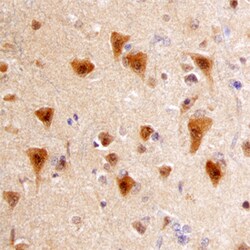 Human APH1A Antibody, R D Systems 100ug; Unlabeled:Antibodies, Monoclonal