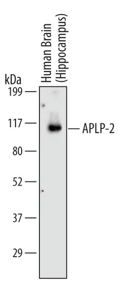 Human APLP-2 Antibody, R D Systems 100ug; Unlabeled:Antibodies, Monoclonal