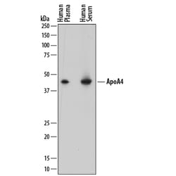 Human/Mouse Apolipoprotein A-IV/ApoA4 Antibody, R D Systems 100&mu;g; Unlabeled:Antibodies,