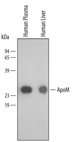Human Apolipoprotein M/ApoM Antibody, R D Systems 25&mu;g; Unlabeled:Antibodies,