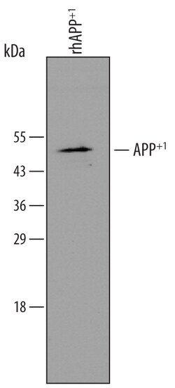 APP+1 Rabbit anti-Human, Polyclonal, R D Systems 25&mu;g; Unlabeled:Antibodies,