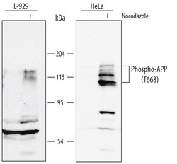 Human/Mouse Phospho-APP/Protease Nexin II (T668) Antibody, R D Systems