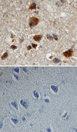 Human/Mouse Phospho-APP/Protease Nexin II (T668) Antibody, R D Systems