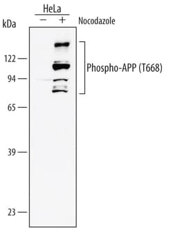 Human/Mouse Phospho-APP/Protease Nexin II (T668) Antibody, R D Systems