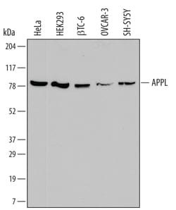 Human APPL Antibody, R D Systems 100ug; Unlabeled:Antibodies, Monoclonal