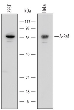 Human A-Raf Antibody, R D Systems 25&mu;g; Unlabeled:Antibodies, Monoclonal