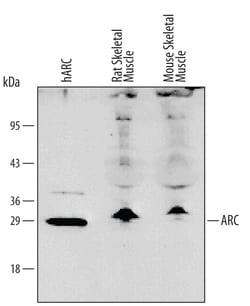 Human/Mouse/Rat ARC Antibody, R D Systems 25&mu;g; Unlabeled:Antibodies,