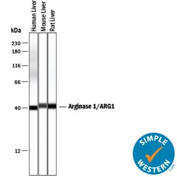 Human/Mouse/Rat Arginase 1/ARG1 Antibody, R D Systems 100 &mu;g | Buy Online | R&D Systems | Fisher Scientific