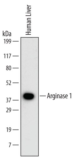 Human Arginase 1/ARG1 Antibody, R D Systems 100ug; Unlabeled:Antibodies,
