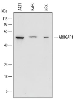 Human/Mouse/Rat ARHGAP1 Antibody, R D Systems 25&mu;g; Unlabeled:Antibodies,