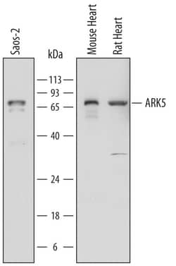 Human/Mouse/Rat ARK5/NUAK1 Antibody, R D Systems 100ug; Unlabeled:Antibodies,