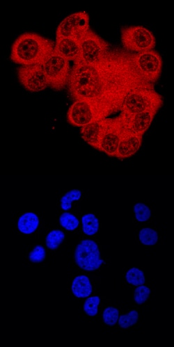 Human ARNT/HIF-1 beta Antibody, R D Systems 100&mu;g; Unlabeled:Antibodies,