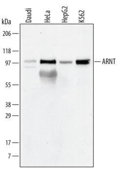 Human ARNT/HIF-1 beta Antibody, R D Systems 100&mu;g; Unlabeled:Antibodies,