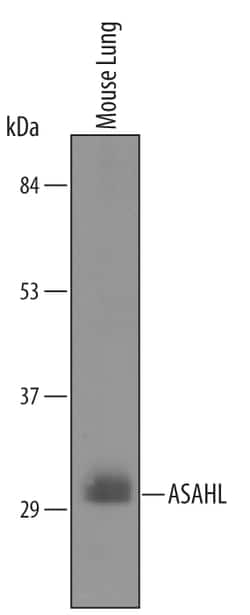 Mouse ASAHL/N-acylethanolamine-hydrolyzing Acid A Antibody, R D Systems