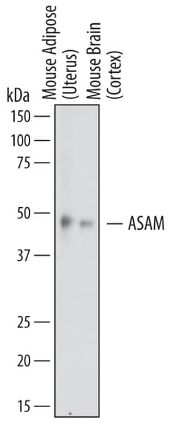 Human/Mouse ASAM Antibody, R D Systems 100&mu;g; Unlabeled:Antibodies,