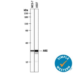 Human ASC Antibody, R D Systems 25&mu;g; Unlabeled:Antibodies, Polyclonal