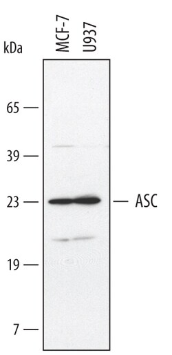 Human ASC Antibody, R D Systems 25&mu;g; Unlabeled:Antibodies, Polyclonal