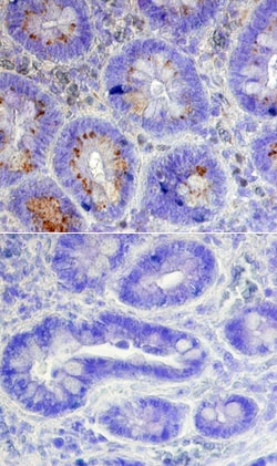 Human ASCL2/Mash2 Antibody, R D Systems 25&mu;g; Unlabeled:Antibodies,