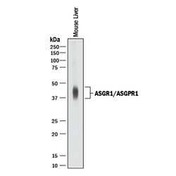Mouse ASGR1/ASGPR1 Antibody, R D Systems 100&mu;g; Unlabeled:Antibodies,