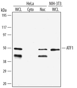 Human/Mouse ATF1 Antibody, R D Systems 25&mu;g; Unlabeled:Anticorps, Polyclonal